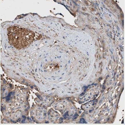 Immunohistochemistry-Paraffin Serine protease 23 Antibody - BSA Free