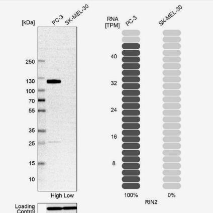 Western Blot RIN2 Antibody - BSA Free