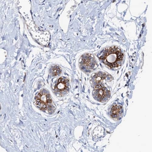Staining of human breast shows strong membranous positivity in glandular cells.