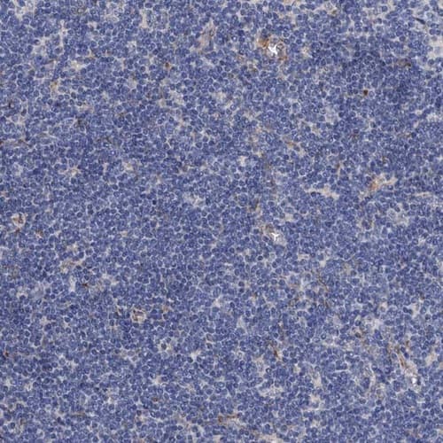 Staining of human lymph node shows no positivity in non-germinal center cells as expected.