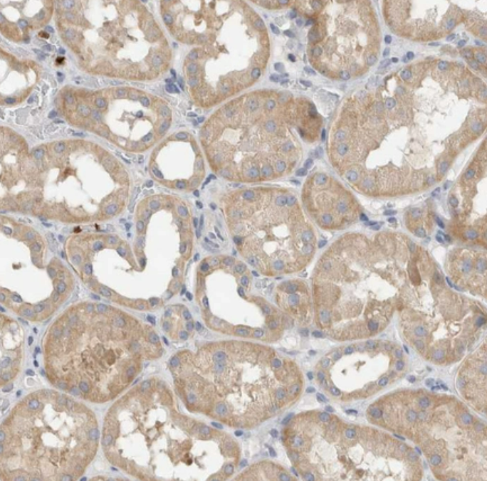 Immunohistochemistry-Paraffin NXT2 Antibody - BSA Free