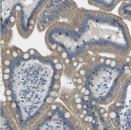 Immunohistochemistry-Paraffin: KCTD3 Antibody [NBP1-80981] -  Staining of human small intestine shows moderate membranous positivity in glandular cells.