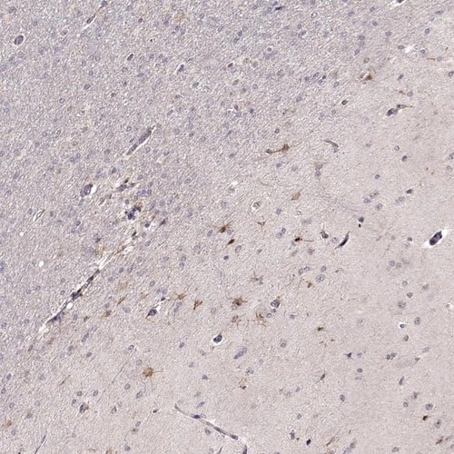 Immunohistochemistry-Paraffin EGR4 Antibody - BSA Free