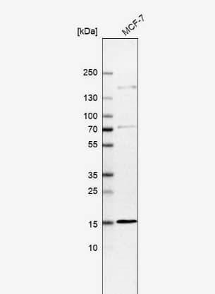 Western Blot RABIF/MSS4 Antibody - BSA Free