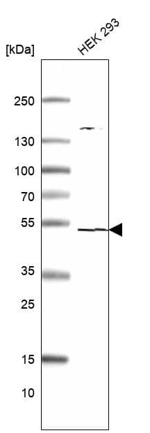 Western Blot TSEN2 Antibody - BSA Free