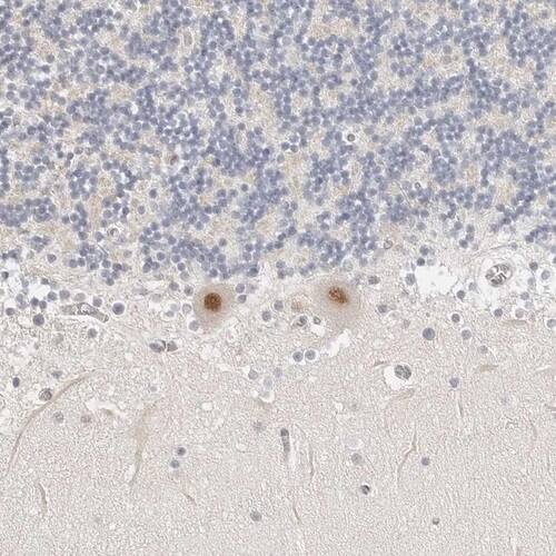 Staining of human cerebellum shows strong nuclear positivity in Purkinje cells.