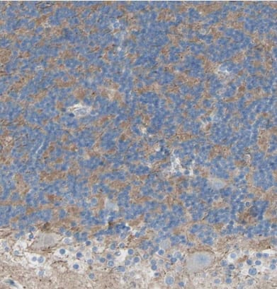 Immunohistochemistry-Paraffin: TMIGD2 Antibody [NBP1-81164] - Staining of human cerebellum shows strong membranous/ cytoplasmic positivity in cells in granular layer.