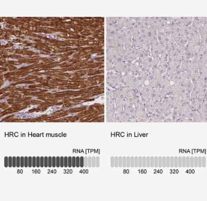 Immunohistochemistry-Paraffin: HRC Antibody [NBP1-81208] - Analysis in human heart muscle and liver tissues using NBP1-81208 antibody. Corresponding HRC RNA-seq data are presented for the same tissues.