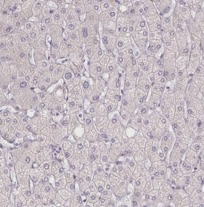 Immunohistochemistry-Paraffin: HRC Antibody [NBP1-81208] - Staining of human liver shows no positivity in hepatocytes as expected.