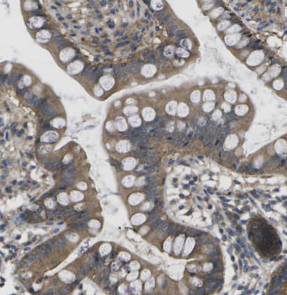 Immunohistochemistry-Paraffin: DPM3 Antibody [NBP1-81216] -Staining of human small intestine shows moderate cytoplasmic positivity in glandular cells.