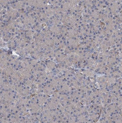 Immunohistochemistry-Paraffin: LGTN Antibody [NBP1-81308] - Staining of human pancreas shows no positivity in exocrine glandular cells as expected.