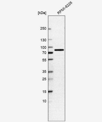 Western Blot: LGTN Antibody [NBP1-81308] -Analysis in human cell line RPMI-8226.
