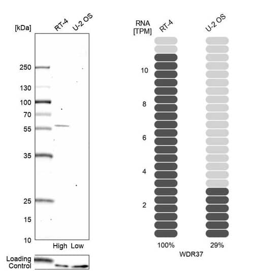 Analysis in human cell lines RT-4 and U2OS using Anti-WDR37 antibody. Corresponding WDR37 RNA-seq data are presented for the same cell lines. Loading control: Anti-PFN1.