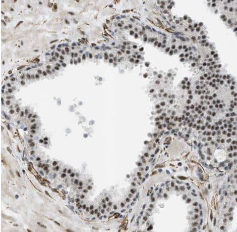 Immunohistochemistry-Paraffin LRRC8B Antibody - BSA Free