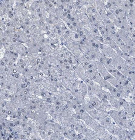 Immunohistochemistry-Paraffin LRRC8B Antibody - BSA Free