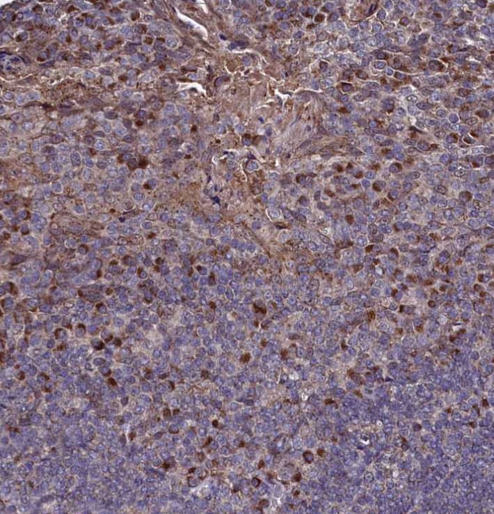 Immunohistochemistry-Paraffin SEC24C Antibody - BSA Free
