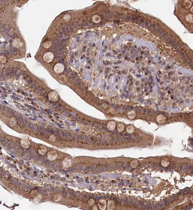  Staining of human duodenum shows strong granular cytoplasmic positivity in glandular cells.