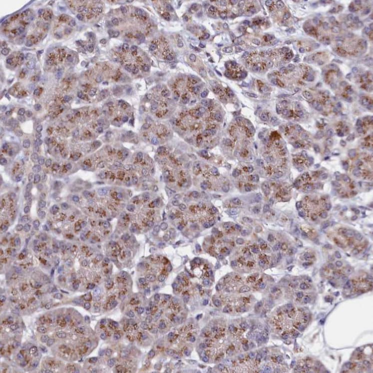 Staining of human pancreas shows moderate granular cytoplasmic positivity in exocrine glandular cells.