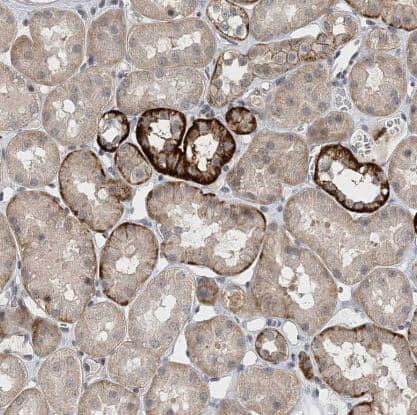 Immunohistochemistry-Paraffin: FAM126B Antibody [NBP1-81636] - Staining of human kidney shows strong membranous and weak cytoplasmic positivity in cells in tubules.