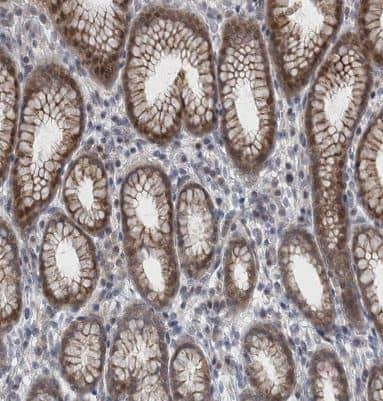 Immunohistochemistry-Paraffin: FAM126B Antibody [NBP1-81636] -Staining of human stomach shows moderate membranous/cytoplasmic positivity in glandular cells.