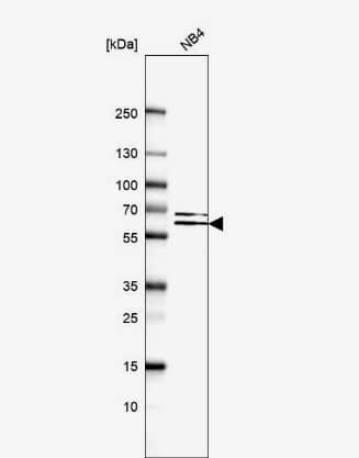 Western Blot: FAM126B Antibody [NBP1-81636] -Analysis in human cell line NB4.