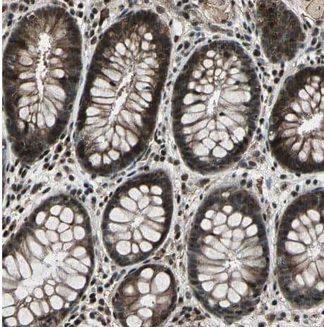 Immunohistochemistry-Paraffin: TR4/NR2C2 Antibody [NBP1-81658] - Staining of human rectum shows strong nuclear positivity in glandular cells.