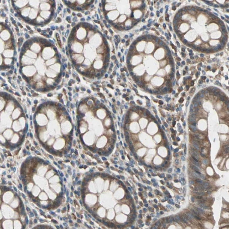  Staining of human rectum shows moderate cytoplasmic positivity in glandular cells.
