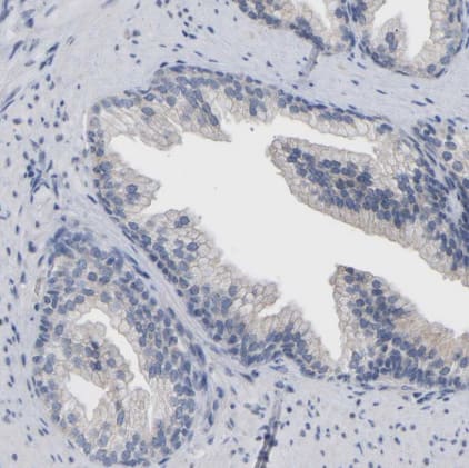 Immunohistochemistry-Paraffin: CREM Antibody [NBP1-81760] - Staining of human prostate shows no nuclear positivity in glandular cells as expected.