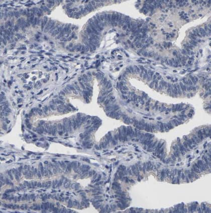 Immunohistochemistry-Paraffin: CREM Antibody [NBP1-81760] -Staining of human fallopian tube shows no nuclear positivity in glandular cells as expected.