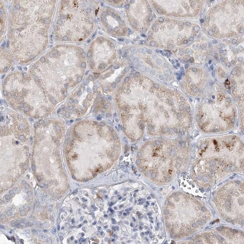 Immunohistochemistry-Paraffin PRMT10 Antibody - BSA Free