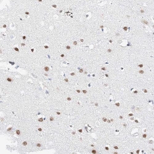 Immunohistochemistry-Paraffin PRMT10 Antibody - BSA Free