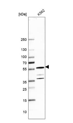 Western Blot: ODR4/TTG1 Antibody [NBP1-82177] -Analysis in human cell line K562.