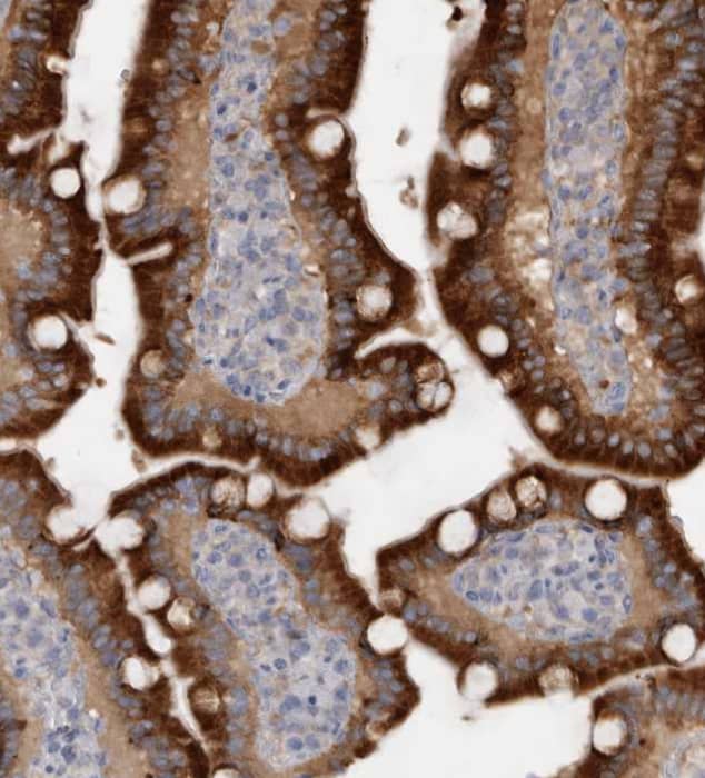 Staining of human duodenum shows strong cytoplasmic-membranous positivity in glandular cells.