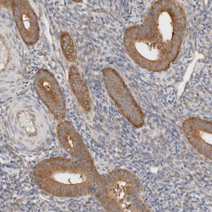 Immunohistochemistry-Paraffin: TBC1D8B Antibody [NBP1-82191] -Staining of human endometrium shows strong cytoplasmic positivity in glandular cells.