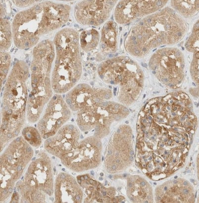 Immunohistochemistry-Paraffin: TBC1D8B Antibody [NBP1-82191] -Staining of human kidney shows strong cytoplasmic positivity in cells in tubules.