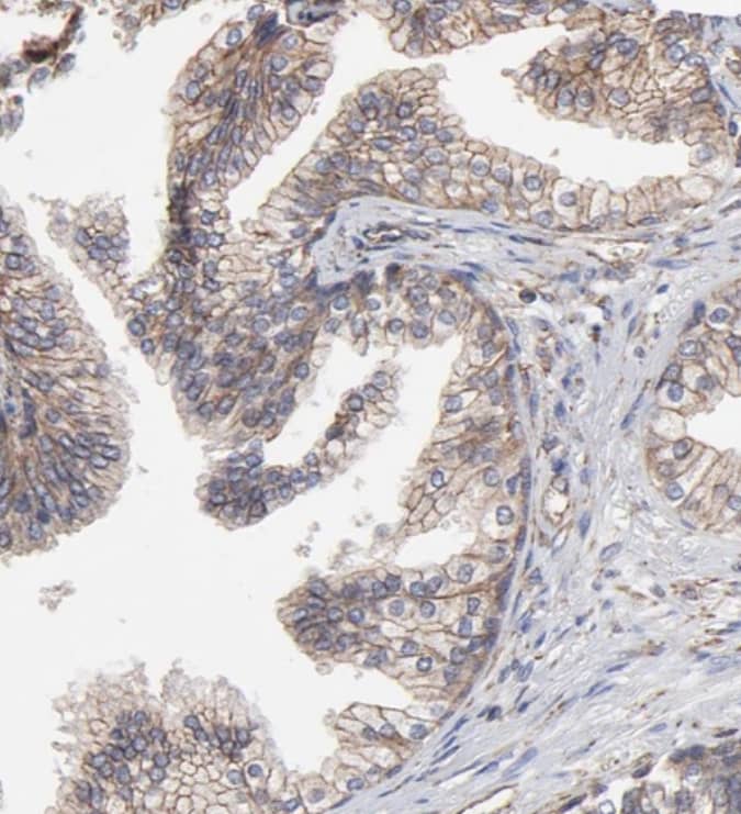 Staining of human prostate shows moderate membranous positivity in glandular cells.
