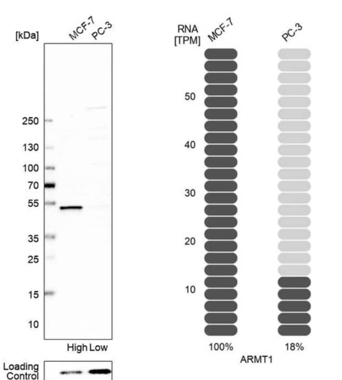 <b>Orthogonal Strategies Validation. </b> Analysis in human cell line MCF-7 and human cell line PC-3.