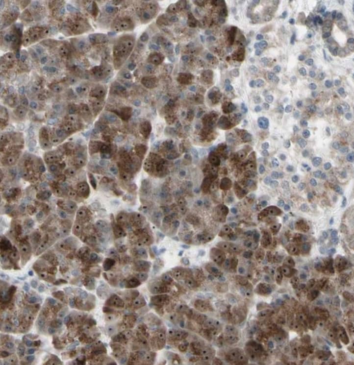 Staining of human pancreas shows moderate nuclear/nucleoli/nucleoli/cytoplasmic positivity in exocrine glandular cells and endocrine glandular cells.
