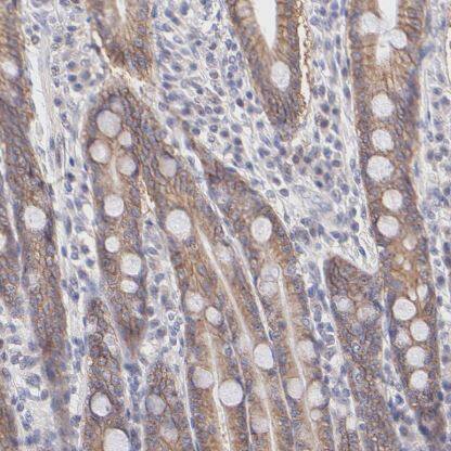 Immunohistochemistry-Paraffin: PBDC1 Antibody [NBP1-82657] -Staining of human duodenum shows moderate cytoplasmic positivity in glandular cells.