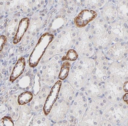 Immunohistochemistry-Paraffin: PBDC1 Antibody [NBP1-82657] -Staining of human kidney shows strong cytoplasmic positivity in cells in tubules.