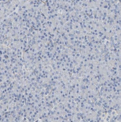 Immunohistochemistry-Paraffin: Fyn Antibody [NBP1-82685] - Staining of human pancreas shows no positivity in exocrine glandular cells as expected.