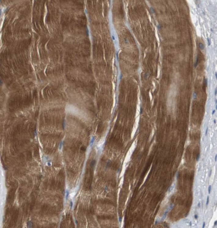 Immunohistochemistry-Paraffin Kv7.5 Antibody - BSA Free
