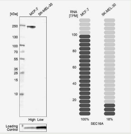 <b>Orthogonal Strategies Validation. </b>Western Blot: SEC16A Antibody [NBP1-83016] -Analysis in human cell lines MCF-7 and SK-MEL-30 using Anti-SEC16A antibody. Corresponding SEC16A RNA-seq data are presented for the same cell lines. Loading control: Anti-PFN1.