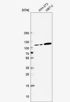 Western Blot: Jade-1/PHF17 Antibody [NBP1-83085] - Analysis in mouse cell line NIH-3T3 and rat cell line NBT-II.