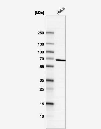 Western Blot: Syntaxin-BP1 Antibody [NBP1-83138] -Analysis in human cell line HeLa.