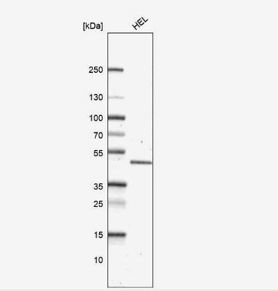 Western Blot: OAT Antibody [NBP1-83239] - Analysis in human cell line HEL.