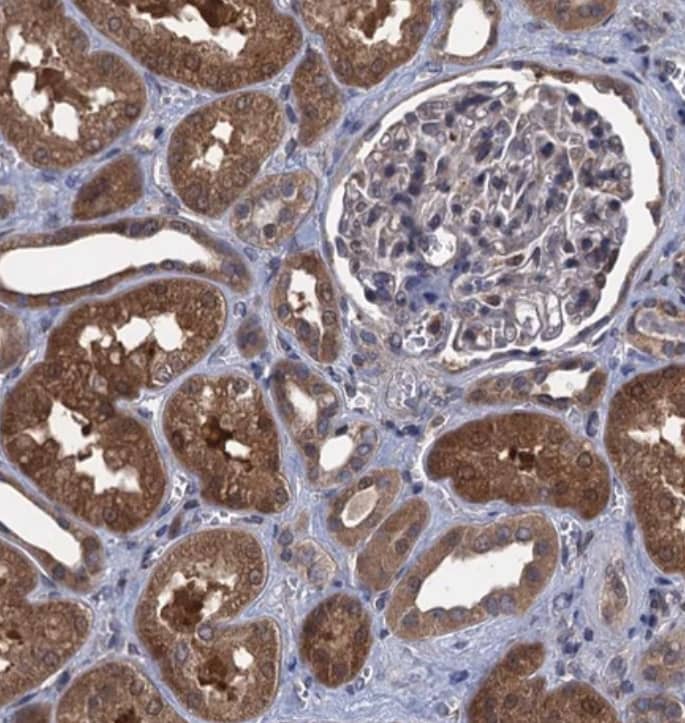 Immunohistochemistry-Paraffin Contactin-5 Antibody - BSA Free