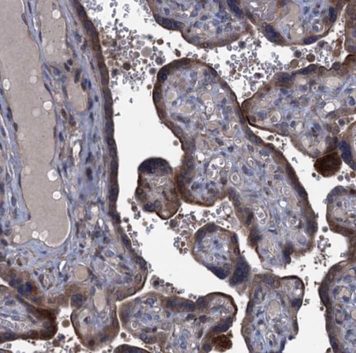 Immunohistochemistry-Paraffin Contactin-5 Antibody - BSA Free