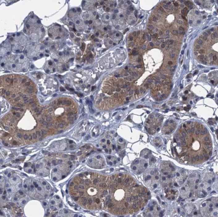 Immunohistochemistry-Paraffin Contactin-5 Antibody - BSA Free