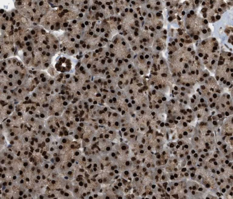 Staining of human pancreas shows strong nuclear positivity in exocrine glandular cells.